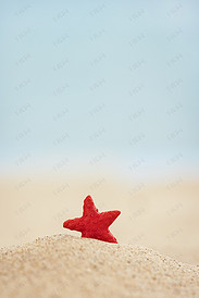 夏天沙滩上的红色小海星