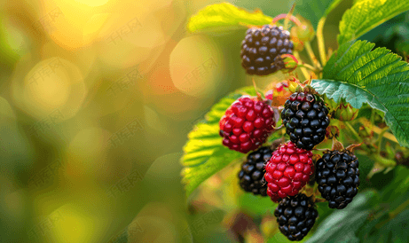 灌木上的黑莓背景模糊花园里富含维生素的水果