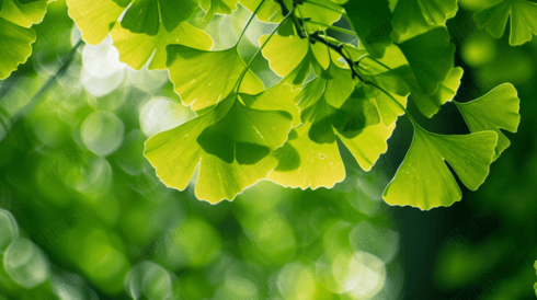 夏天树叶自然风景摄影图片