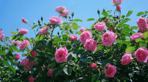 夏天玫瑰花自然风景摄影照片