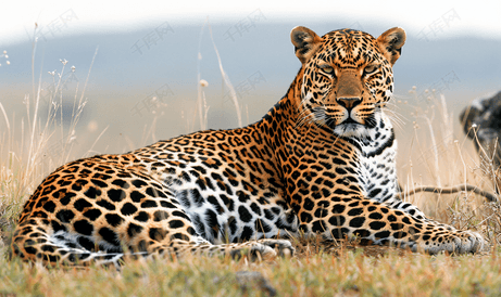 南非草原上休息的豹子的照片