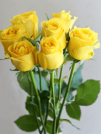 完美礼物新鲜黄玫瑰