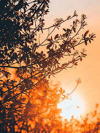 日落时树枝的轮廓