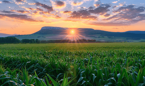 玉米地上的日出背景是群山