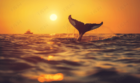 科德角的座头鲸在靠近船的日落时吹着鲸鱼