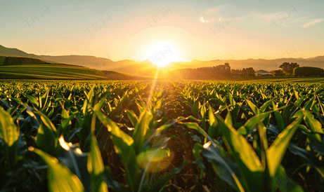 玉米地上的日出背景是群山