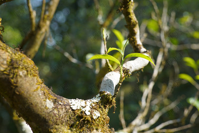 普洱茶高杆古树茶树粗壮的特写镜头