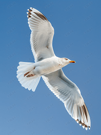 欧洲鲱鸥在蓝天张开翅膀飞翔的景色