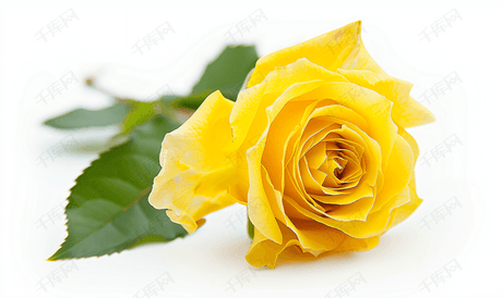 孤立在白色背景上的黄玫瑰的特写
