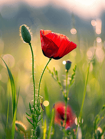 草地上红罂粟花的景色