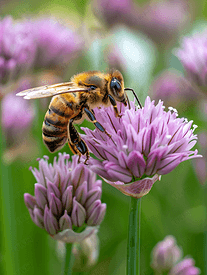 蜜蜂从韭菜花中采集花蜜