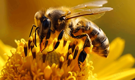 蜜蜂在黄花上采集花粉的特写
