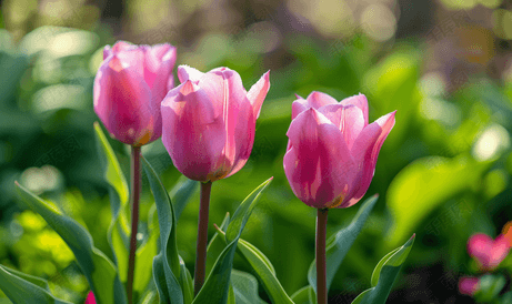 四月花园里盛开着粉红色的郁金香