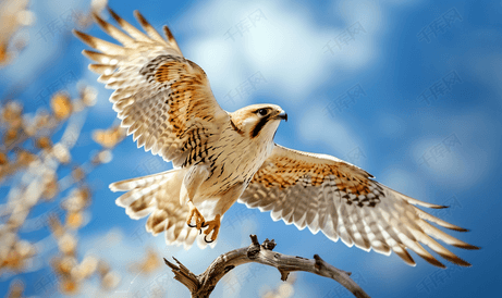 猎鹰从干树枝飞向蓝天的特写
