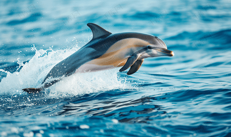 条纹海豚在意大利热那亚港附近的深蓝色大海中跳跃