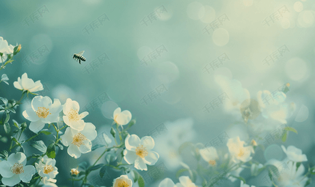 蜜蜂飞过春天盛开的狗玫瑰