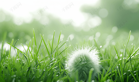 绿草中蓬松的吹球头的特写
