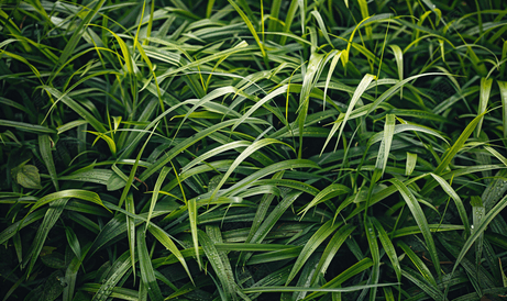 深绿色田野草和植物的绿色背景