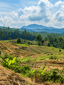 泰国难府高原的森林砍伐和土地利用规划