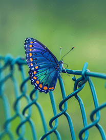 栅栏上的红斑紫色蝴蝶