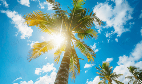 蓝天背景上阳光下的椰子树
