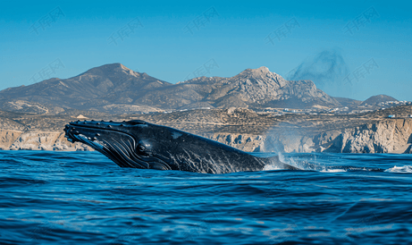 座头鲸在卡波圣卢卡斯呼吸南下加利福尼亚州墨西哥太平洋