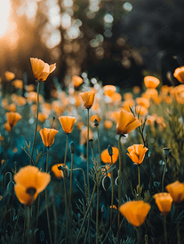 春季选择性聚焦期间草地上的加州罂粟花丛