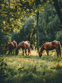 马在农场动物上吃草夏季自然是的