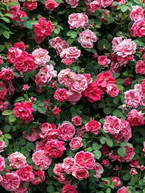 明亮的洋红色玫瑰在玫瑰园地面覆盖花园玫瑰中绽放