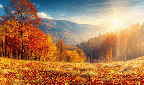 秋天的森林山树景观新鲜空气