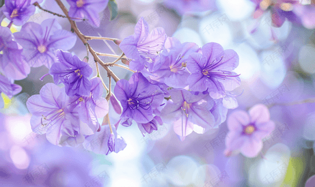 蓝花楹属植物树上的紫色花朵