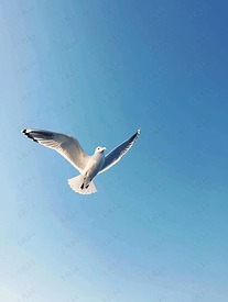 海鸥在湛蓝的天空中飞翔