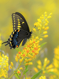 金色亚历山大上的短尾燕尾蝴蝶