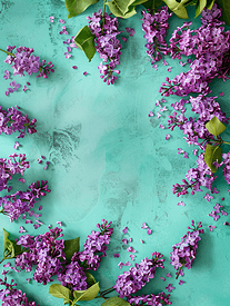 躺在绿松石背景上的紫色丁香花