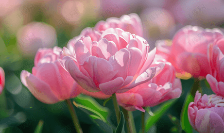 花园里美丽的粉红牡丹郁金香的特写