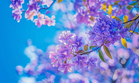 蓝花楹属植物树上的紫色花朵