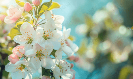 温暖的夏日树上开着白色粉红色的苹果花