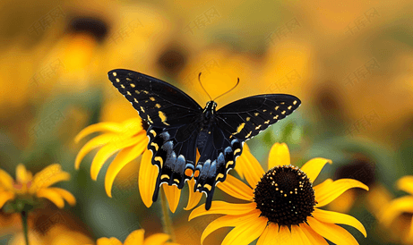 黄色金光菊上的黑色燕尾蝴蝶