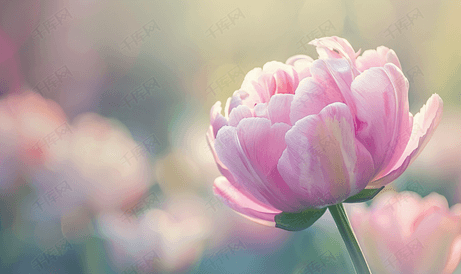 花园里美丽的粉红牡丹郁金香的特写