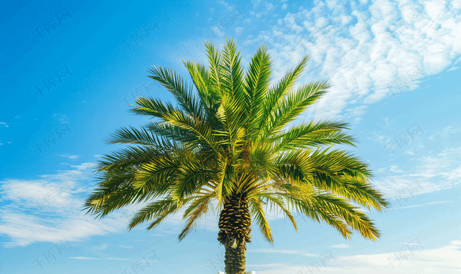 蓝天映衬下的大绿色棕榈树