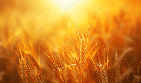 背景与小麦