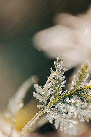 初冬立冬节气挂满冰晶的野草