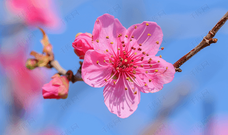 树上的粉红色花朵