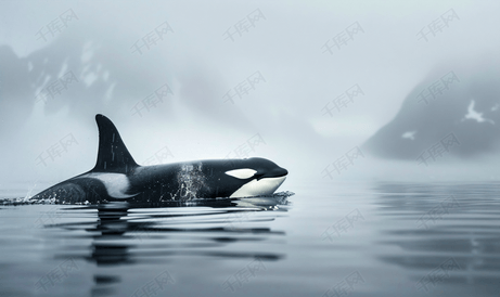 阿拉斯加长尾逆戟鲸