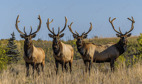 萨斯喀彻温省风景秀丽雄麋鹿长着巨大的鹿角
