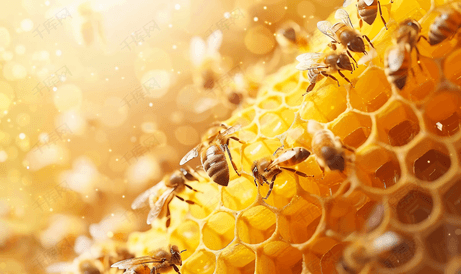 蜂窝与蜜蜂