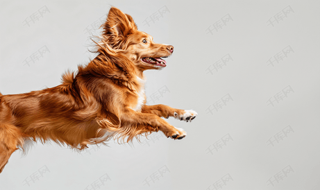 可爱的托勒狗跳到空中看起来很可爱