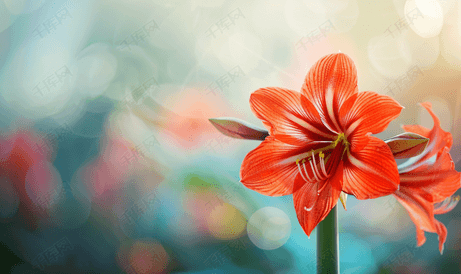 朱顶红花或孤挺花是一朵美丽的鲜红色的花背景模糊