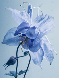 近距离观察一朵美丽的蓝色耧斗菜花