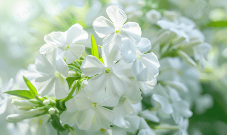 白花福禄考是福禄考属多年生草本植物。